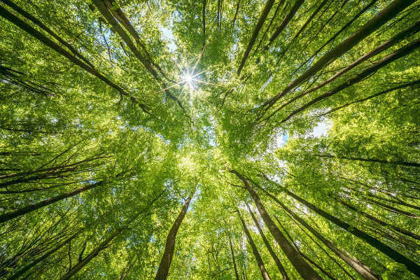 Looking up at a forest canopy